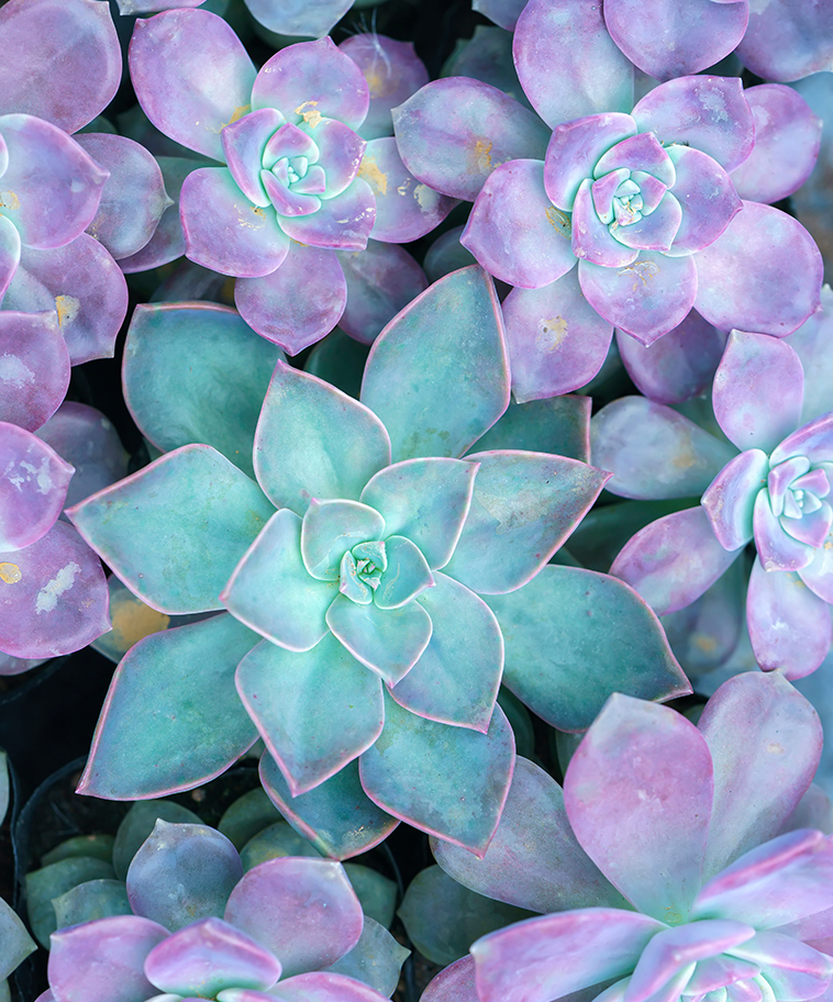 pink succulent flowerbeds plant in the garden. this is a species